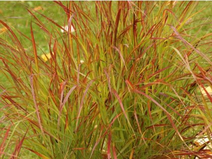 57090 2 proso prutnate rotstrahlbusch panicum virgatum rotstrahlbusch