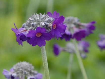 Prvosenka hlavatá - Primula capitata subsp. mooreana
