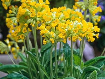 Prvosenka jarní - Primula veris