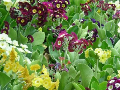 Prvosenka pýřitá 'Gigantea' - Primula x pubescens 'Gigantea'