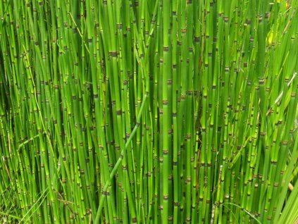robustum
