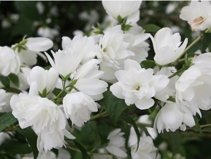 Pustoryl 'Snowbelle'