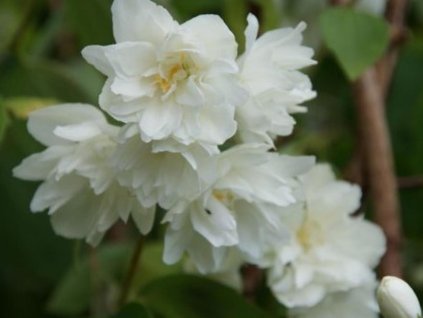 chnee