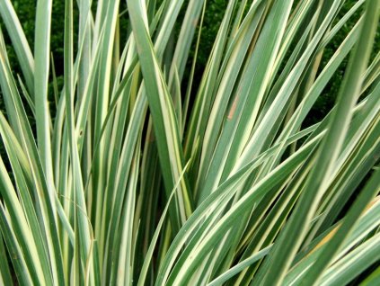 grasartiger kalmus argenteostriatus m092438 h 0
