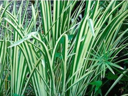 Puškvorec obecný 'Variegatus' - Acorus calamus 'Variegatus'