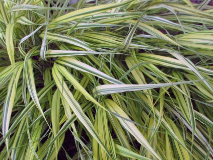 Rákosovka velká 'Aureola' - Hakonechloa macra 'Aureola'