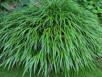 57603 1 rakosovka velka greenhills hakonechloa macra greenhills