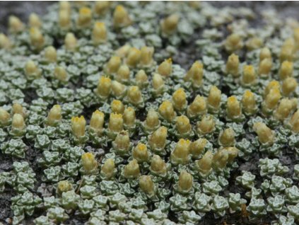 Raulie jižní - Raoulia australis