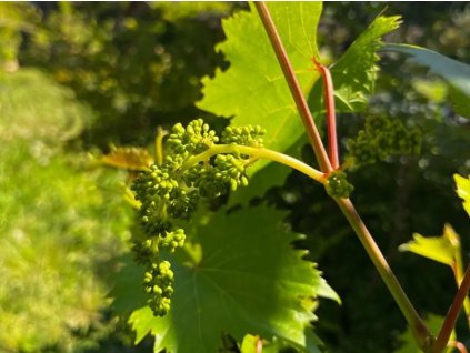 vitis riparia
