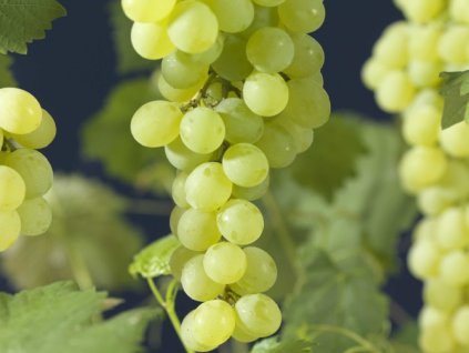 Réva vinná 'Himrod'