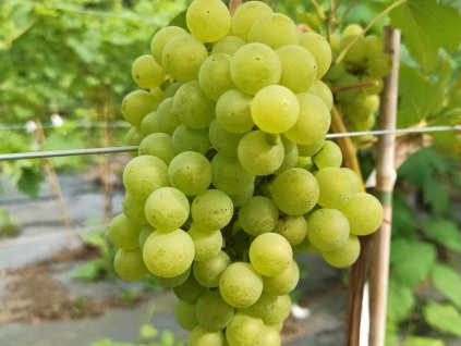 Réva vinná 'Iza Zaliwska'