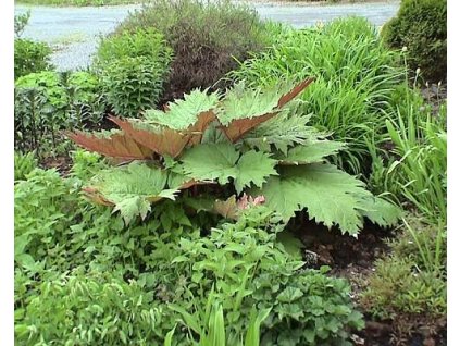 Reve� dlanit� tangutsk� - Rheum palmatum var. tanguticum (Balen� kontejner C5)
