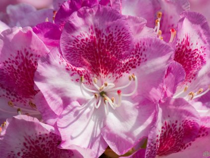 Rododendron 'Kazimierz Odnowiciel/Royal Violet'