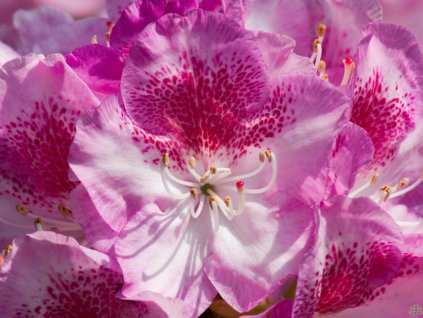 Rhododendron Royal Violet (1)