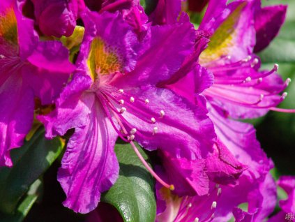 Rhododendron Libretto (1)