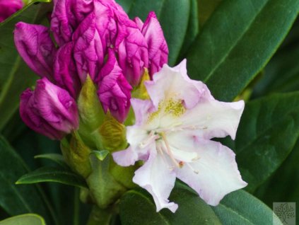Rododendron 'Pohjola's Daughter'