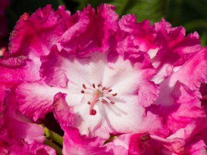 Rhododendron Prof.Horst Robenek (1)