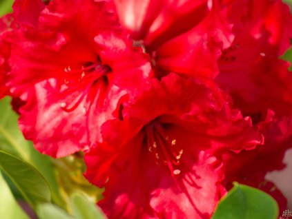 Rododendron 'Red Jack'