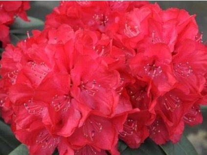 Rododendron 'Wladyslaw Jagiello/Royal Red'