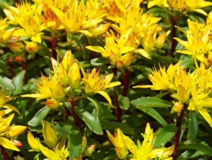 Rozchodník květonosný 'Weichenstephaner Gold'