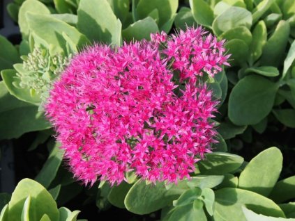 Rozchodník nádherný ´Meteor´ - Sedum spectabile ´Meteor´