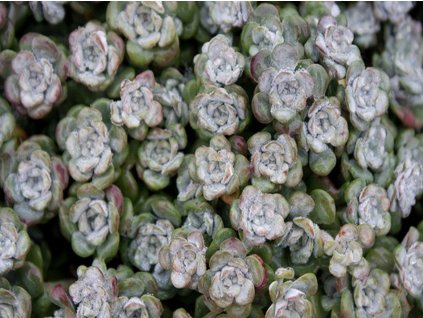 Rozchodník lžičkolistý 'Cape Blanco' - Sedum spathulifolium 'Cape Blanco'