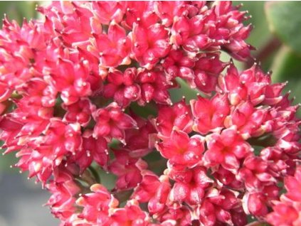 red cauli