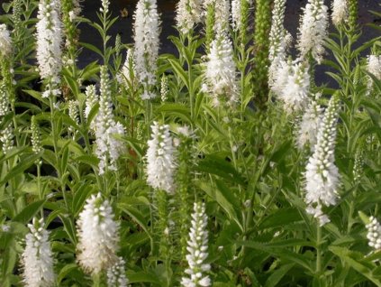 Rozrazil virginský 'Alba' - Veronica virginica 'Alba'