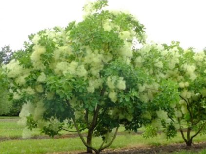 cottinus