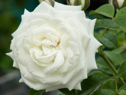alabaster