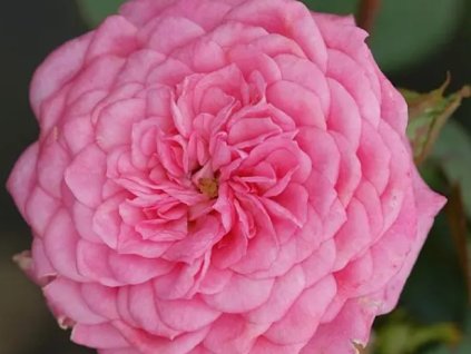 Růže 'Boogie-Woogie Courtyard®'