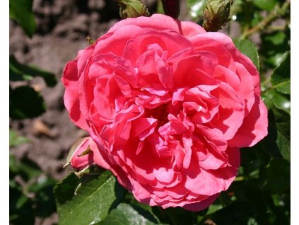 R??e ?Rosarium Uetersen?? (Balen? kontejner)