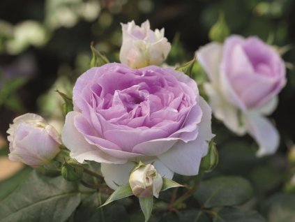 strauchrose saphir