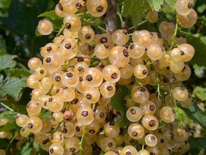 Rybíz 'White Pearl'