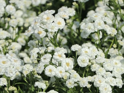 Řebříček bertrám 'Perle'- Achillea ptarmica 'Perle'