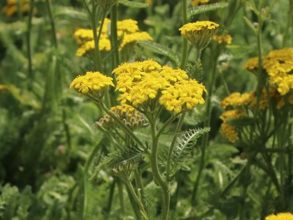 Řebříček plstnatý 'Aurea'- Achillea tomentosa 'Aurea'