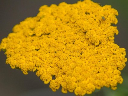altgold