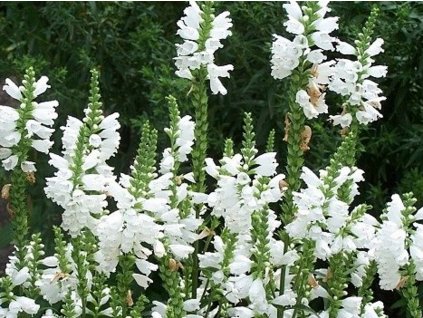 Řetězovka viržinská 'Summer Snow' - Physostegia virginiana 'Summer Snow'