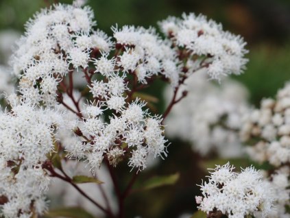 Sadec rugosum 'Chocolate' - Eupatorium rugosum 'Chocolate'
