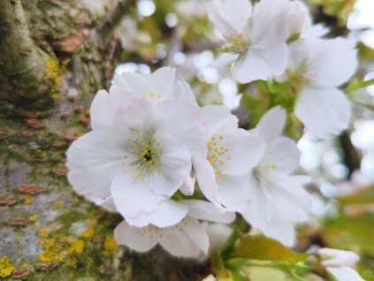 Sakura ozdobná 'Taihaku'