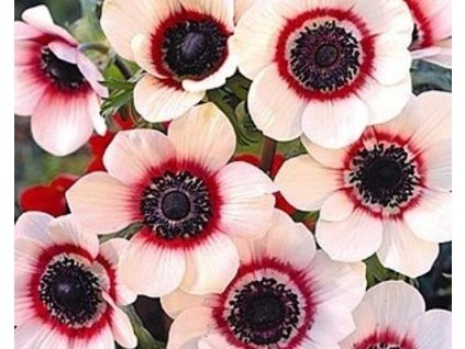 60420 1 sasanka bicolor 10 ks