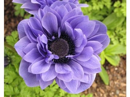 60429 1 sasanka lord lieutenant 10 ks