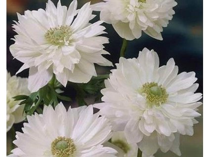 60432 1 sasanka mount everest 10 ks