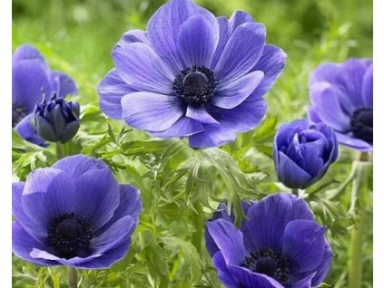 60435 1 sasanka mr fokker 10 ks