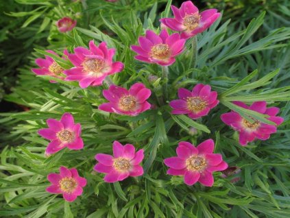sasanka rubra