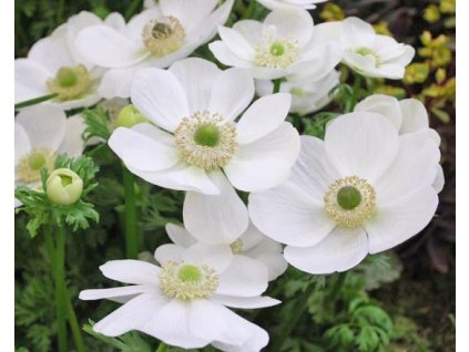 60459 1 sasanka the bride 10 ks