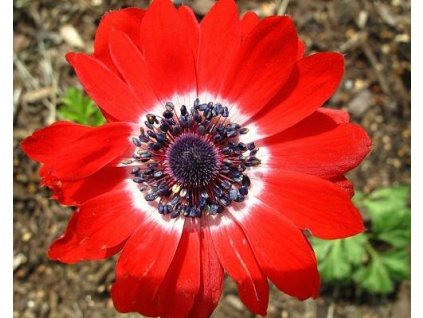 60465 1 sasanka the governor 10 ks