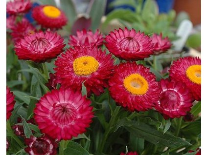 60753 1 slameneka listenata cervena