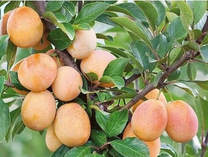 Švestkomeruňka 'Miracose®' - k sloupovitému zapěstování