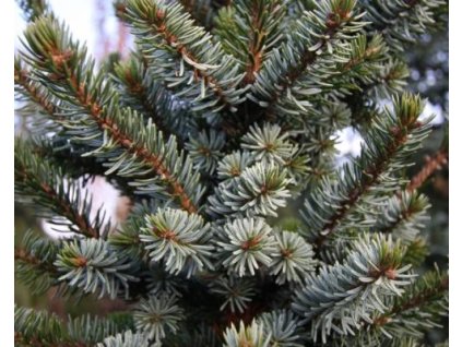 Smrk omorika �De Ruyter� (Balen� kontejner C2, Tvar ke�/strom)